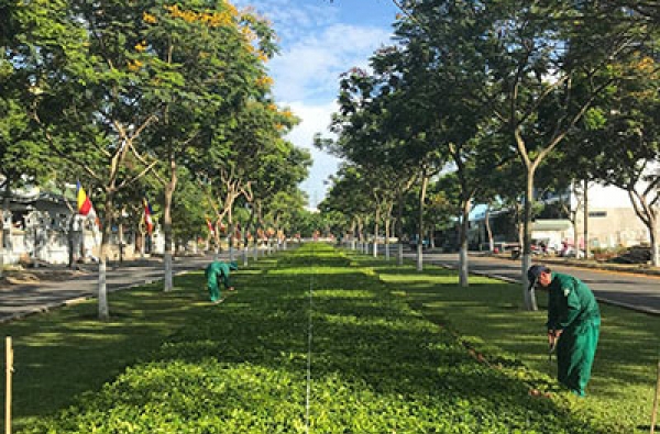Giữ màu xanh cho phố