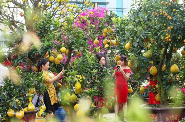 Về việc tổ chức triển khai chợ hoa tết Quý Mão 2023