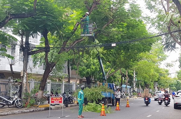 Đề nghị cung cấp báo giá tham gia cắt tỉa cây xanh phục vụ công tác cắt tỉa  cây xanh PCLB năm 2024