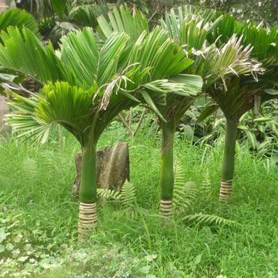 Cây Cau Trắng