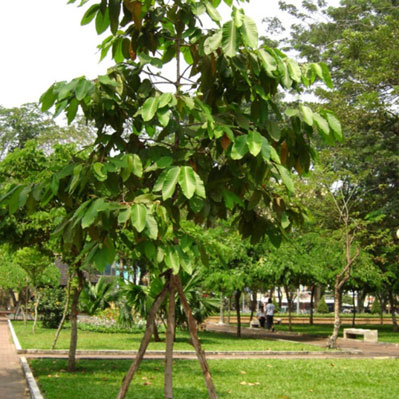 Cây Dầu rái