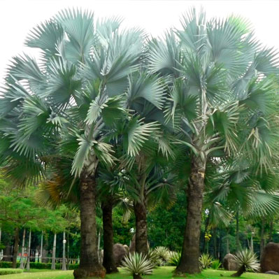 Cây Cọ Mỹ