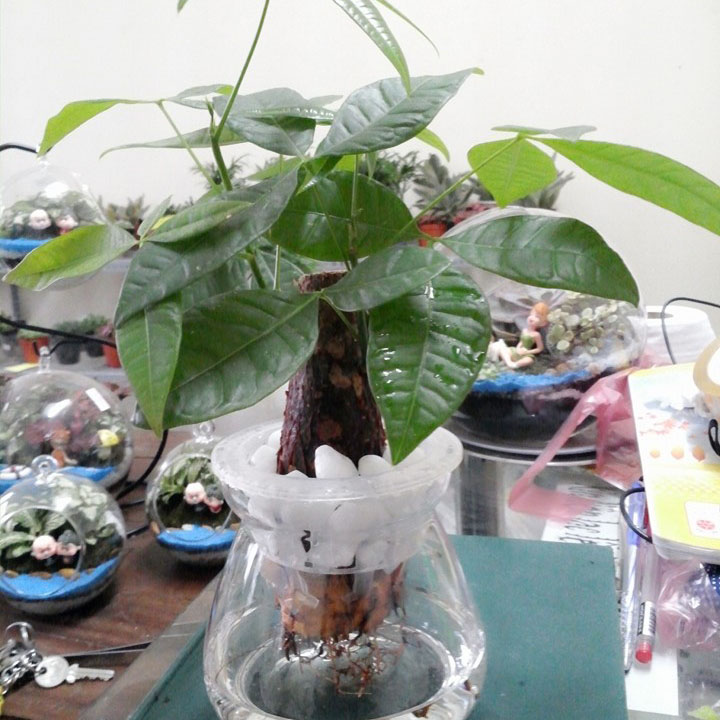 Cây Kim Ngân Thủy Sinh