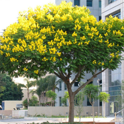 Lim xẹt (Phượng vàng)