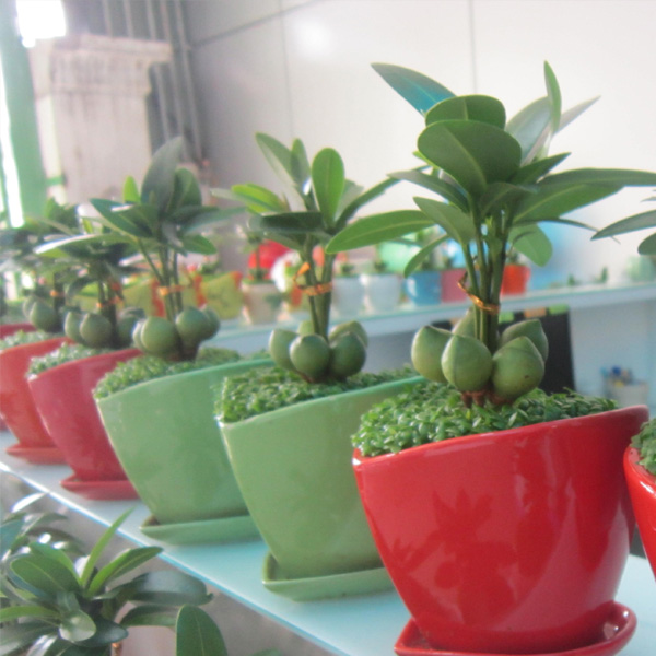 Cây May Mắn Tài Lộc