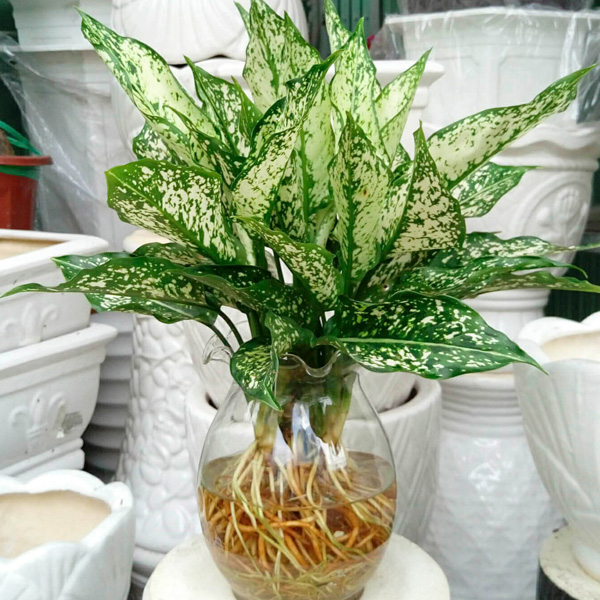 Cây Ngọc Ngân