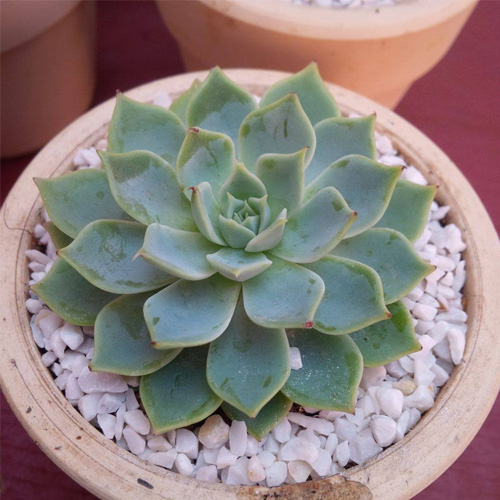 Cây Sen Đá Đất Trắng