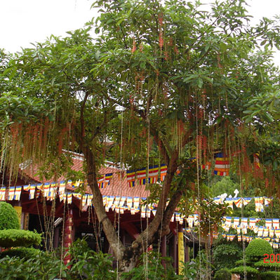 Lộc vừng (Chiếc, Mưng)
