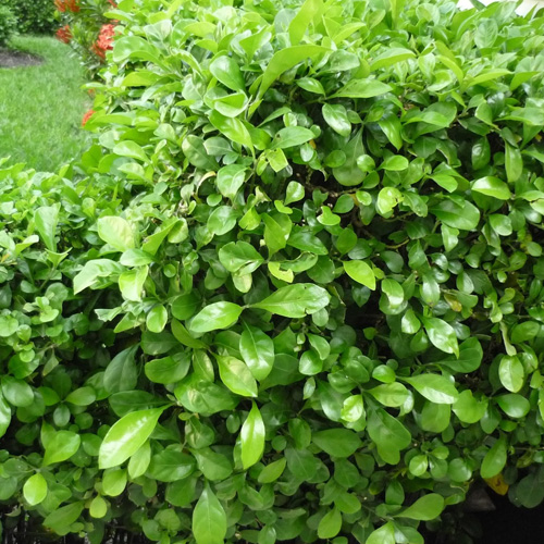 Cây Ắc Ó