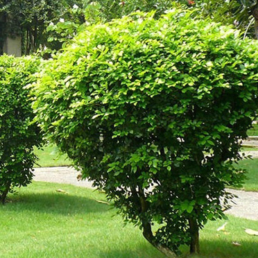Cây Ngâu