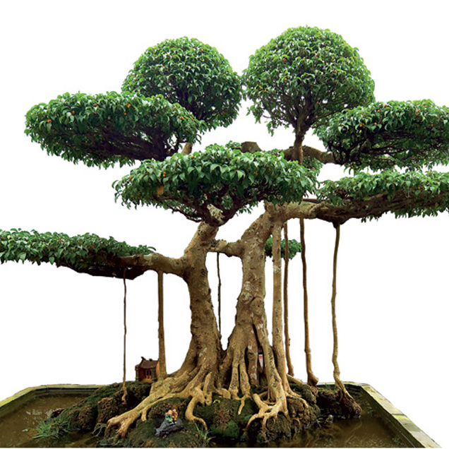 Cây Sanh Thế