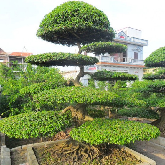 Cây Sanh Tầng