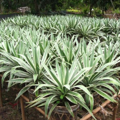 Cây Agao sọc