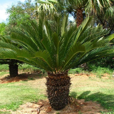 Cây Vạn Tuế