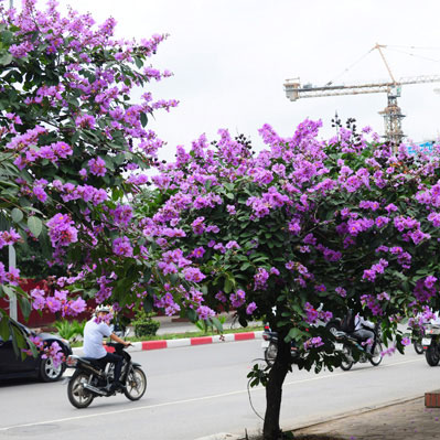 Cây Bằng Lăng Tím