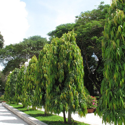Cây Hoàng Nam