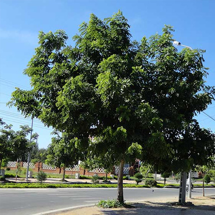 Cây Sao Đen