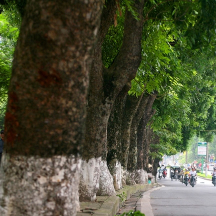 Cây Xà Cừ