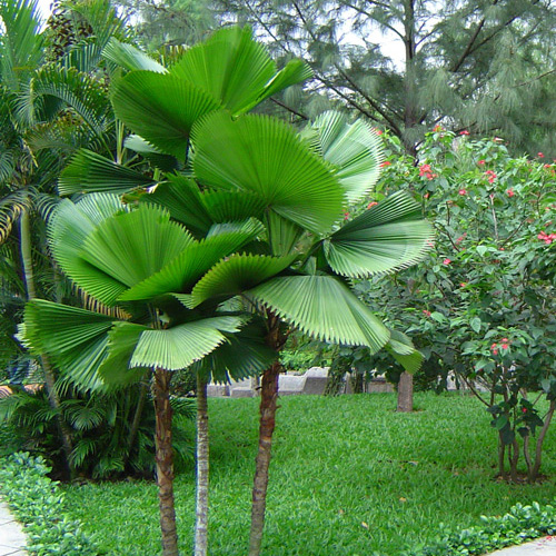 Cây Cọ Nhật