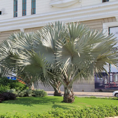 Cây Cọ Bạc