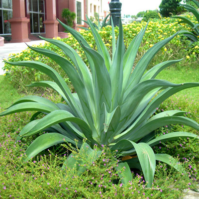 Cây Dứa Nam Mỹ
