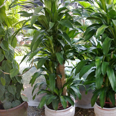 Cây thiết mộc lan