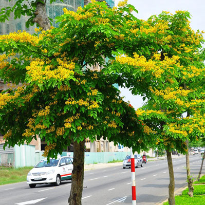 Giáng hương (Sưa vườn)