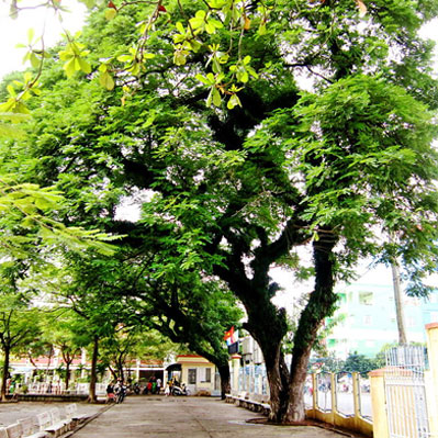 Cây Muồng tím