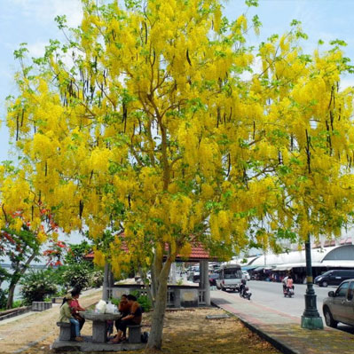 Muồng hoàng yến