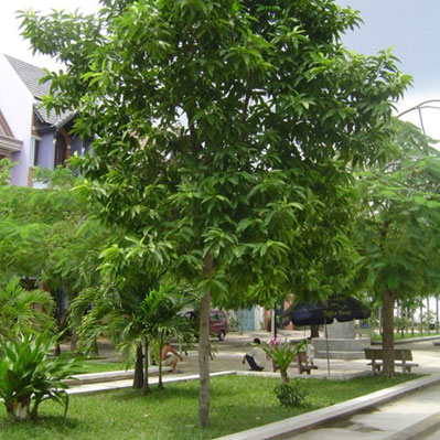Cây Ngọc Lan Trắng